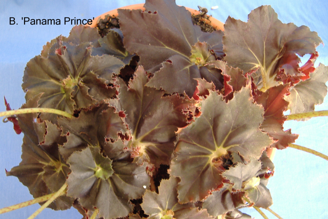 B. ‘Panama Prince’
